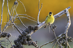 Black-chinned Siskin front view, Carcass Island, Falklands