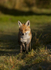 RED FOX 16