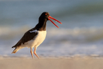 American Oystercatcher calling, Fort De Soto Park, Florida