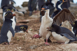Imperial Cormoran flees Rockhopper Penguin