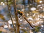 Norfolk Hawker