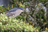 Black-crowned Night-Heron perched on bush, Carcass Island, Falklands