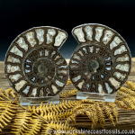 Sold Cut & Polished Whitby Ammonite 052