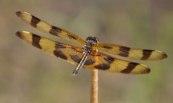 Dragonflies _0039
