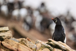 Rockhopper Penguin portfolio