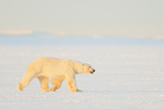 Svalbard male Polar Bear walking on frozen fjord