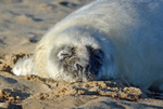 Atlantic Grey Seal