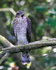Sparrowhawk (juvenile) calling, Otmoor