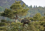 Ospreys