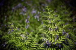 Ferns and Bluebells