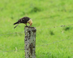 Yellow-headed Caracara with prey, Boquete, Panama