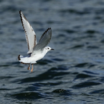 Bonaparte's Gull portfolio