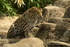Amur Leopard - Akovi