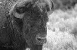 Eye of ta Tanka
