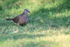 Eastern Spotted Dove on lawn, Stranded Villas, Ubud, Bali