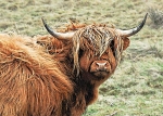 Bad Hair Day