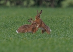 Brown Hares