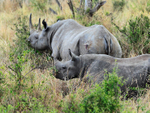 Black Rhinoceros - mother and calf grazing on some bushes in the Mara