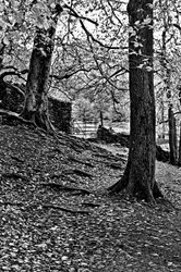 Wooded Walk