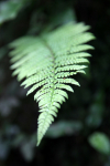 Frenchay Ferns _54