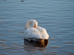 Bewick's Swan