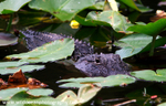 FLR001: American Alligator