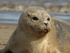 Common Seal