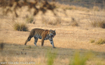 Tigress calling her cubs.