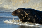 Atlantic Grey Seal