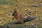 Red Squirrel