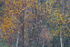 10 October