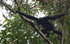 Hoolock Gibbon male