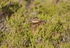 Red Grouse juvenile