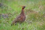 Red Grouse