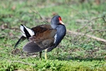 Moorhen