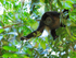 Howler Monkey looking for food, Manuel Antonio, Costa Rica