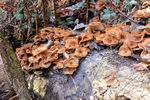 Fungus_ACP_8502