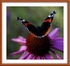 Vanessa atalanta 2