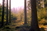 Artists wood Betws y coed Z82-