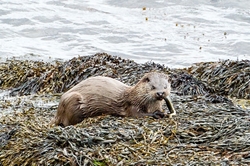 Otter