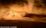 Leopard running