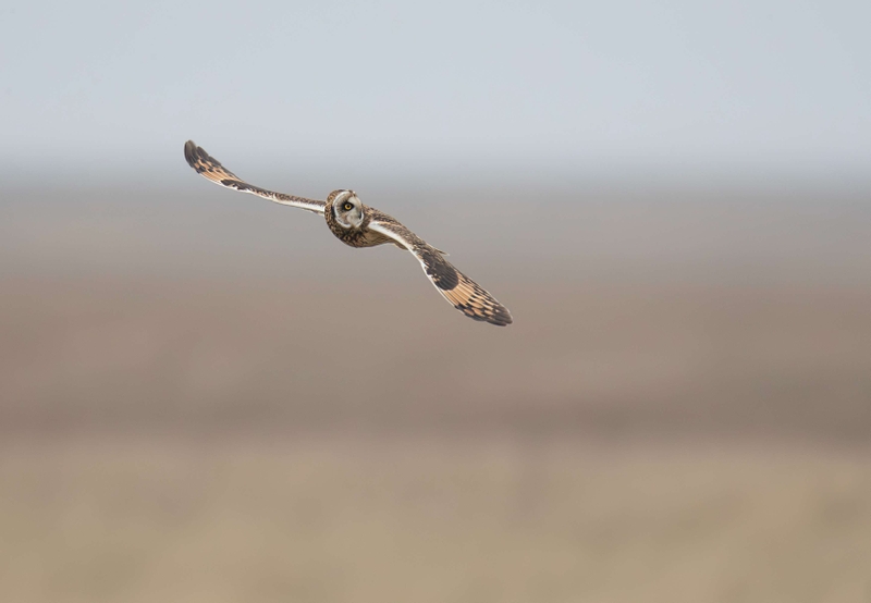 Short Eared Owl