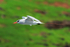 Red-tailed Tropicbird side-on, Kilauea Point, Kauai