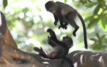 Blue monkeys in Manyara