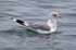Short-billed Gull on the water off Homer Spit in Alaska