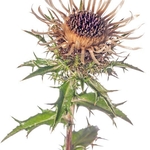 Common Carline Theory (Carlina vulgaris)