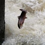 salmon jumping waterfall shrewsbury