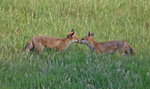 Red Fox - Vulpes vulpes