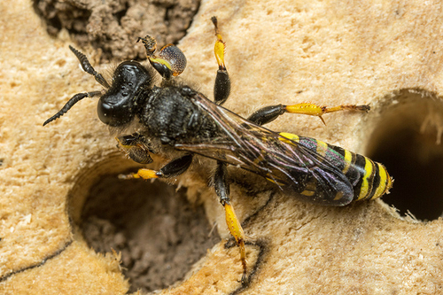 Crabro wasp species