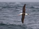 Black-browed Albatross at sea, The Falkland Islands